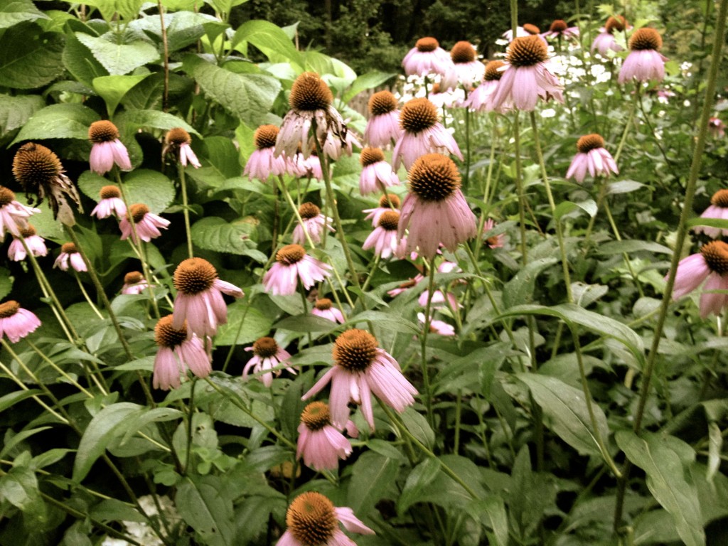 Coneflowers