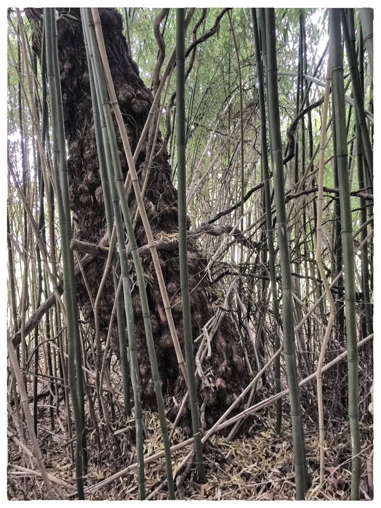 bamboojungle